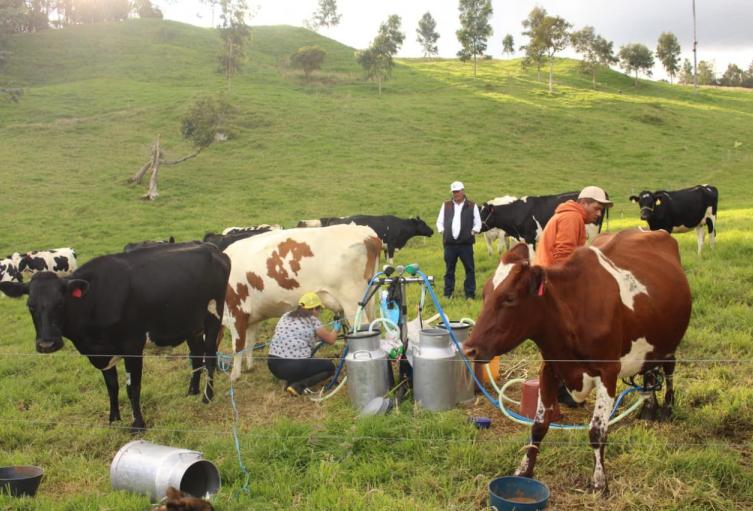 Roncesvalles produce un mar de leche y no tiene cómo aprovecharlo