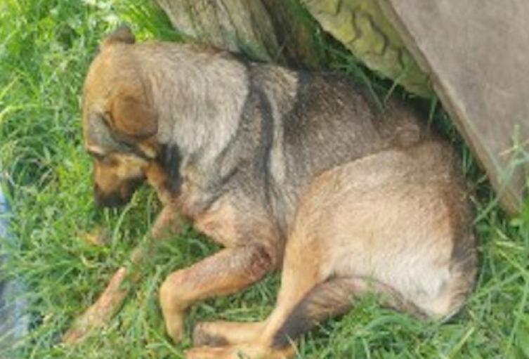 'Lassie' murió luego de que Euclides Vargas Arenas disparara con una escopeta indiscriminadamente contra varios caninos