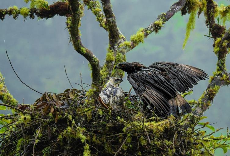 En el Huila se logró el avistamiento y registro del proceso de incubación de un nido de Águila 