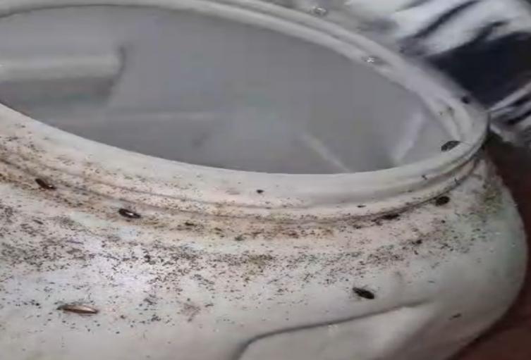 Cucarachas en restaurante de Ibagué