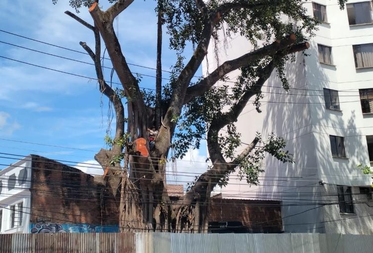 Mujer árbol