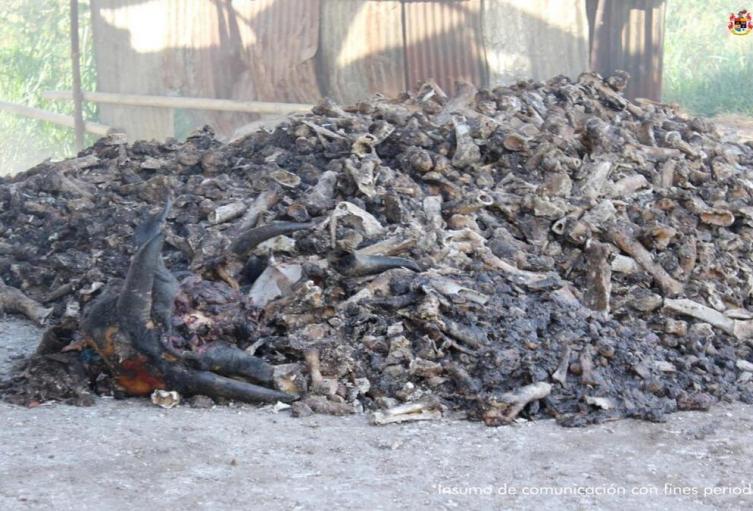 Deposito de huesos | Huesos de Animal | Incautación | Octubre 2025
