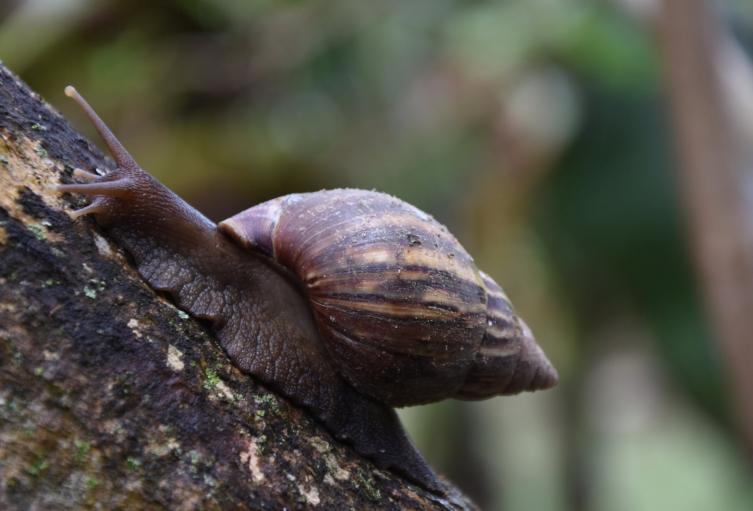 Siete especies exóticas invasoras afectan la flora y fauna en el Huila 