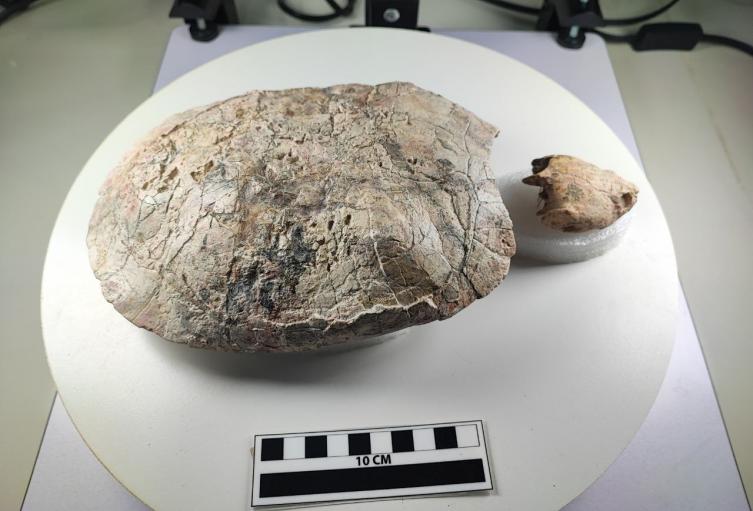 Fósil de tortuga hallado en Villavieja, Huila, recibe nombre en honor a Shakira