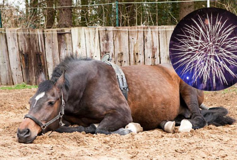 Yegua aborta por pólvora en el Tolima y crece preocupación por los animales