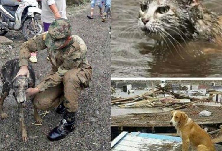 Ayudas-animales-mocoa.jpg