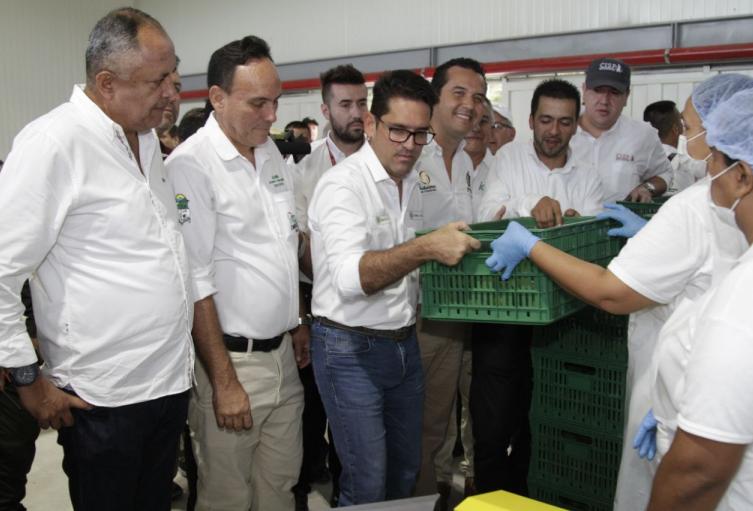 Entrega-planta-de-aguacate-2.jpeg