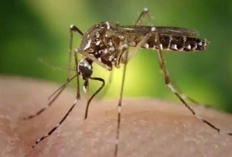 disminuyen-casos-de-dengue-zika-y-chikungunya-en-ibague.jpg