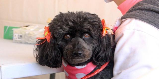Vacunación canina 2021 en Ibagué Vacunación canina 2021 en Ibagué