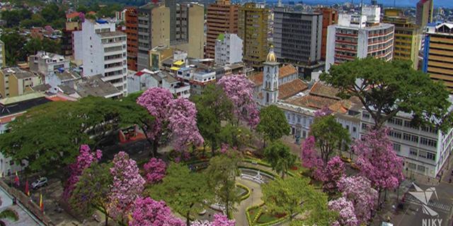 Panorámica de Ibagué florecida de Ocobos Panorámica de Ibagué florecida de Ocobos