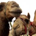 No es la primera vez que se sacrifican miles de animales salvajes como camellos o caballos que no son endémicos de Australia.