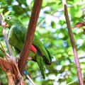 fauna - loros 