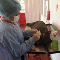 Esterilización de Mascotas 