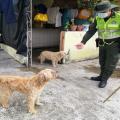 Perro CAPA