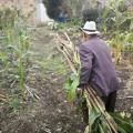 Agropecuarios del Tolima