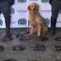 Canino Jeffrey