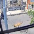 Caninas Justicieras