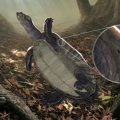 Fue descubierto el fósil más antiguo de las tortugas acuáticas nativas de Suramérica
