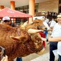 Ganaderia Tolima