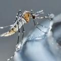 Aedes Aegypti, mosquito transmisor del dengue