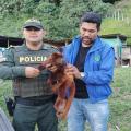 Policías rescataron a un mono aullador que apareció herido en Rioblanco