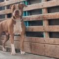 Perro Pitbull podría ser sacrificado 