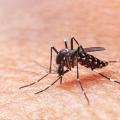Dengue en Colombia 