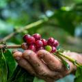 Café colombiano 