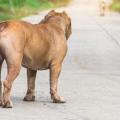 Imagen de perro Pitbull
