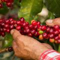 Café de Colombia - 2024