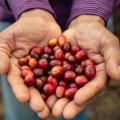 El aroma y el sabor del café se toman a Santa Marta con el Santa Market - Coffee Edition