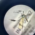 Zancudo de la fiebre amarilla visto desde el microscopio.
