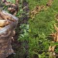 Arracacha Cajamarca | Arracachatón en La Línea | Cajamarca | Junio 2025
