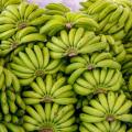 banano