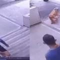 Caso maltrato animal Ibagué 
