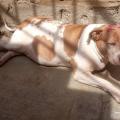 Perrita llamada "amiga"