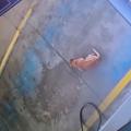 Perrito Neiva