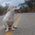Perritos