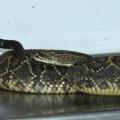 Serpiente Cascabel