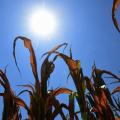 Tolima en alerta: altas temperaturas comienzan a afectar el agro