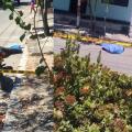 Sicarios acabaron con la joven cobra diario en Purificación