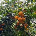 Naranja Tolima | Naranjatón | Tolima | Agosto 2025