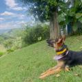 Perrita Pastor Alemán 