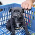 perrito