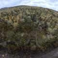 Frailejones Sumapaz