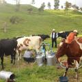 Roncesvalles produce un mar de leche y no tiene cómo aprovecharlo