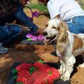 Cementerio de mascotas Neiva