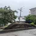 Caída de Arboles | Falta de Energía | Emergencias por Lluvias | Septiembre 2025