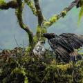 En el Huila se logró el avistamiento y registro del proceso de incubación de un nido de Águila 