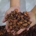 Cacao del Huila